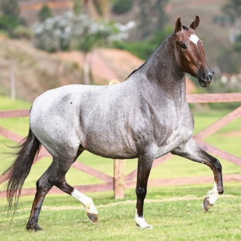 CIGANA VÁRZEA ALEGRE (1)