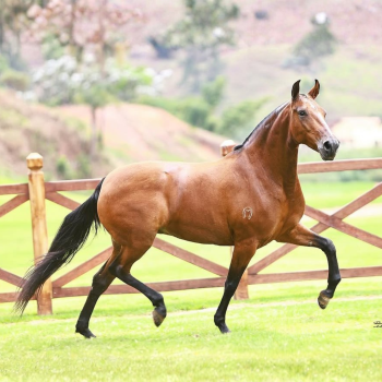 DONNA DE CLARION (3)