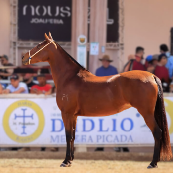 FADA DA PAO GRANDE (2)