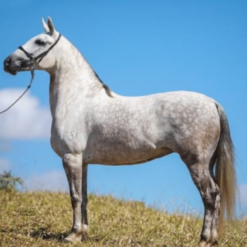 FROZEN CSC SAPECADO (1)