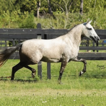 FROZEN CSC SAPECADO (2)