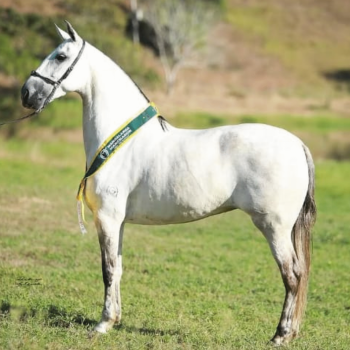 GAMELEIRA II GENIAL (1)