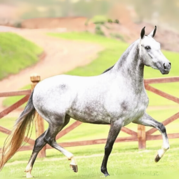 GANA LAGOA FUNDA CSC