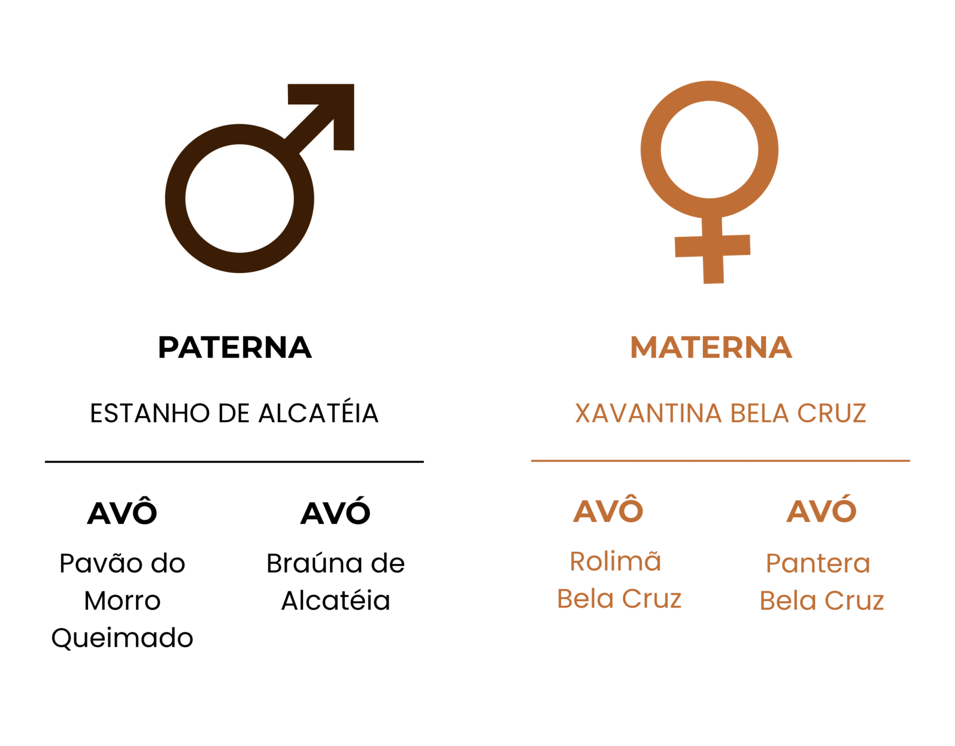 GENEALOGIA VIOLETA PORTEIRA AZUL