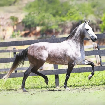 GRÉCIA SAPECADO (1)