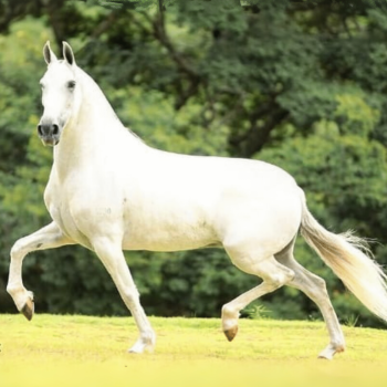 JAZIDA DE ALCATÉIA (2)