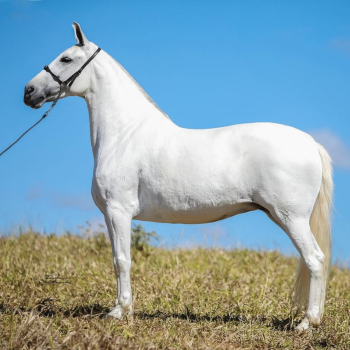 JAZIDA DE ALCATÉIA (3)