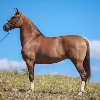 PRAIANA DA SIRIEMA (2)