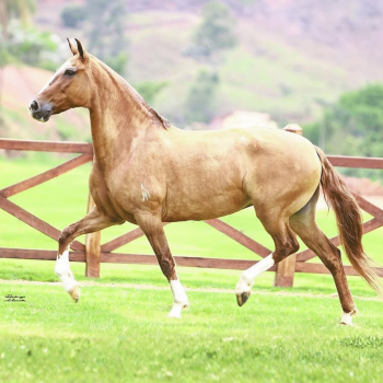 PRAIANA DA SIRIEMA (3)