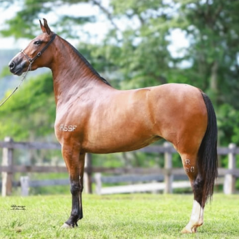 RIBALTA DA FIGUEIRA (1)