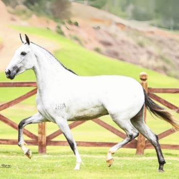 VIOLETA PORTEIRA AZUL CSC (1)