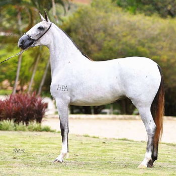 VIOLETA PORTEIRA AZUL CSC (2)