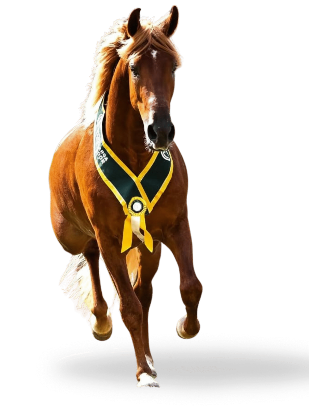 haras csc - bases site (1)